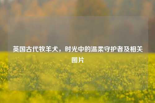 英国古代牧羊犬,时光中的温柔守护者及相关图片