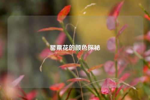 罂粟花的颜色探秘