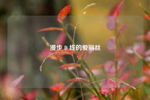 漫步 D 线的爱丽丝
