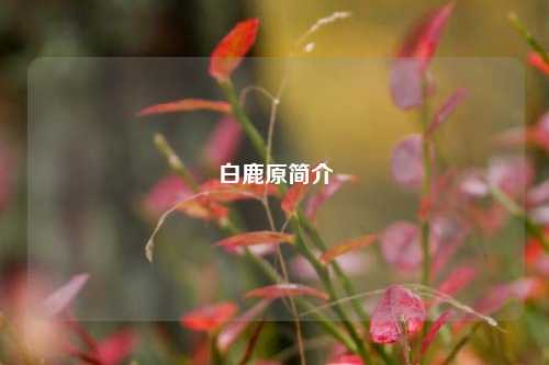 白鹿原简介