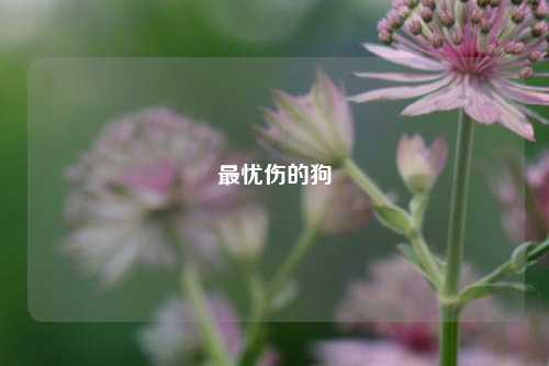 最忧伤的狗