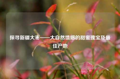 探寻新疆大枣——大自然馈赠的甜蜜瑰宝及最佳产地