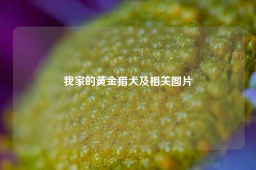 我家的黄金猎犬及相关图片