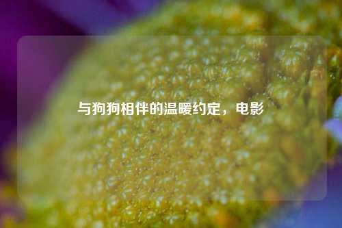 与狗狗相伴的温暖约定,电影