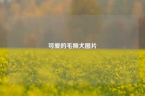 可爱的毛狮犬图片