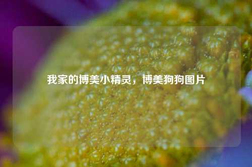 我家的博美小精灵，博美狗狗图片