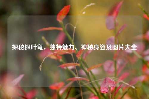 探秘枫叶龟，独特魅力、神秘身姿及图片大全