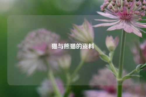 猫与熊猫的资料