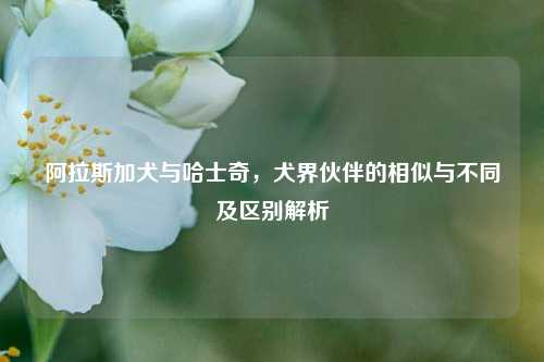 阿拉斯加犬与哈士奇，犬界伙伴的相似与不同及区别解析