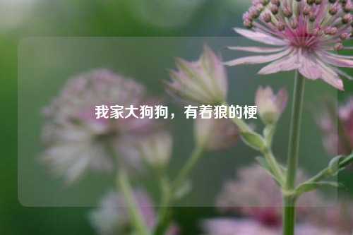 我家大狗狗，有着狼的梗