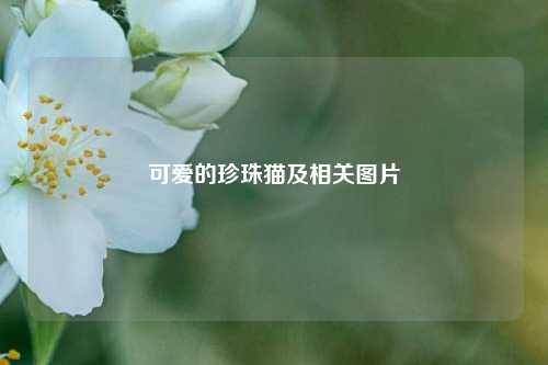 可爱的珍珠猫及相关图片