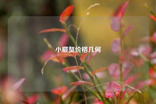 小藏獒价格几何