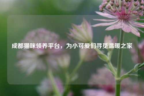 成都猫咪领养平台，为小可爱们寻觅温暖之家