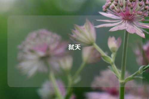 弑天
