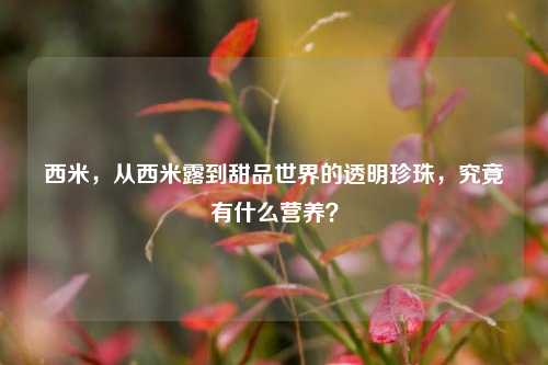 西米,从西米露到甜品世界的透明珍珠,究竟有什么营养?