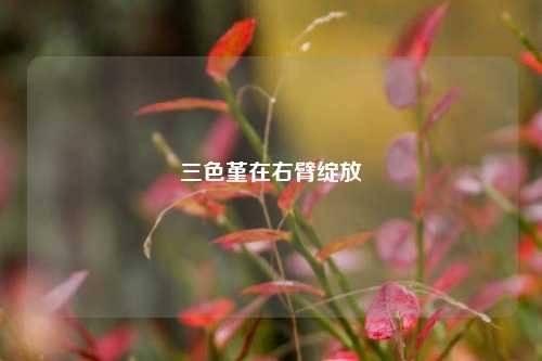 三色堇在右臂绽放